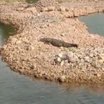 -નદીમાં-મગર-આવી-ચઢી-1.jpg