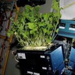 NASA-biggest-achieve-first-time-growing-vegetable-in-space.jpg