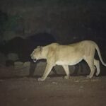 illegal-lion-show-at-junagadh.jpg
