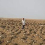 stunning-scenes-created-in-the-desert-with-a-colony-of-40000-nests-of-surkhab-5000-eggs-and-30000-chicks-in-the-small-desert-of-kutch.jpg