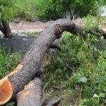tree-cutting-at-vadodara.jpg
