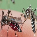 Dengue-and-Chikungunya.jpg