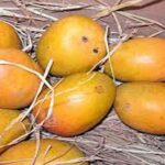 Hafus-Mango.jpg