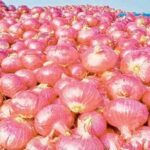 Onion-in-solapur.jpg