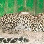 Panther-file.jpg