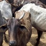 Pastoralists-have-to-get-a-license-to-keep-cattle.jpg