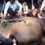 ઊનાના-કોબ-ગામે-આખલાના-પેટમાં-ભાલુ-મારી-દેતા-મોત.jpg